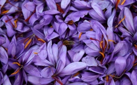 Safran nedir? Faydaları nelerdir?