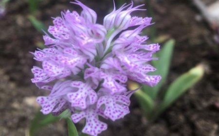 Adana, salebin üretim merkezi olacak