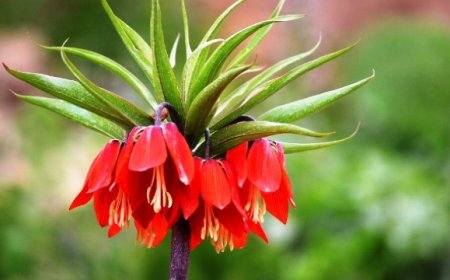 Siirt'te ‘Ağlayan gelin' koparana 109 bin lira ceza