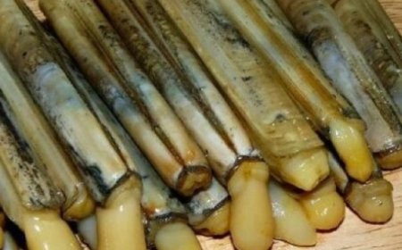 Sülünez nedir? Sülünez nasıl avlanır?