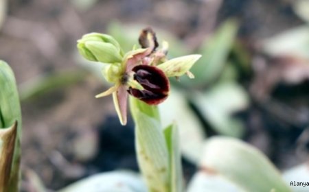 Topraktan çıkan altın: “Salep”