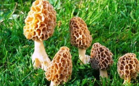 Kuzu Göbeği Mantarı nedir ve nerelerde yetişir?