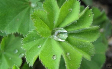 Aslanpençesi  'Alchemilla'