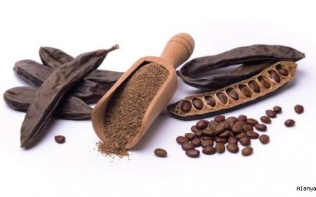 Keçiboynuzu (Ceratonia siliqua)