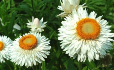 Kağıt Çiçeği  'Helichrysum bracteatum'