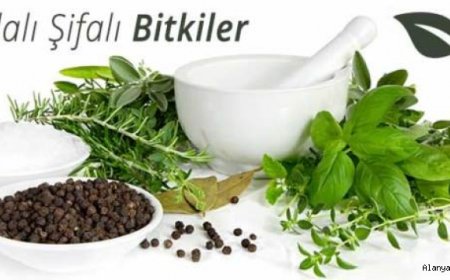 Faydalı Şifalı Bitkiler