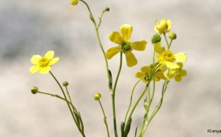 Tuz Gölü havzasında yeni bitki türü keşfedildi: 'Acı düğün çiçeği'