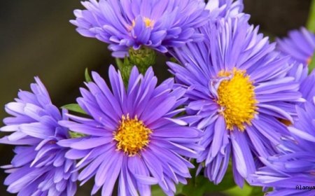 Saraypatı Çiçeği (Aster flowers )