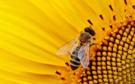 Çocuklar İçin Enerji ve Sağlık Önerileri: Arı Ürünleri ve Propolis Kullanımı