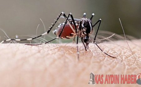 SİVRİSİNEKLERDEN YAYILIYOR,
