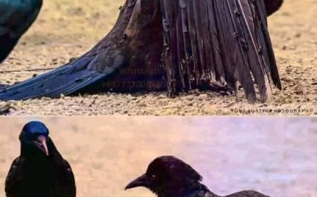 Hasta Kargaların Eczanesi Karınca Yuvası