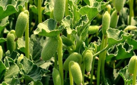 Acı Kavun Faydaları ve Nasıl Kullanılır?