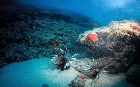 Doğu Akdeniz'de Tropikalleşme Süreci Hızlanıyor