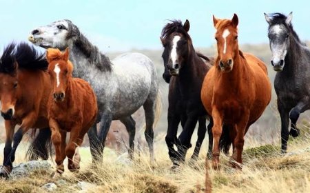 Dağların Özgür Çocukları: Yılkı Atları