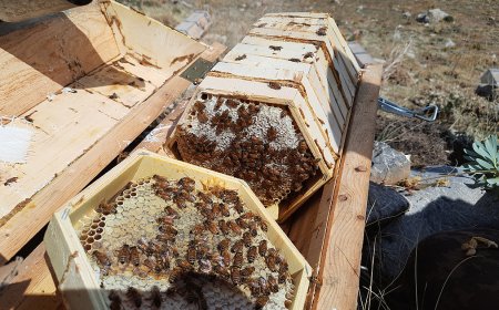 Toros Dağları Arıların Cennet Yurdu Doğanın Bal Fabrikası