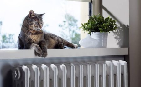 Soğuklar Geri Geldi, Petekler Neden Isınmıyor?