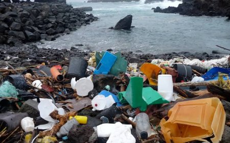 Plastik kirliliği balinaları öldürüyor