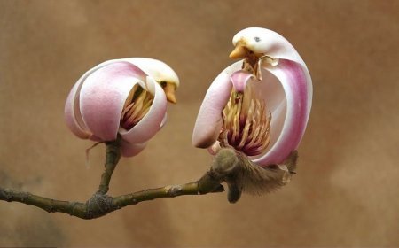 Baharla Birlikte Açan Manolyaların Kuş Benzeri Çiçekleri!