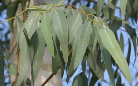 Okaliptüs: Doğanın Sert Durağı