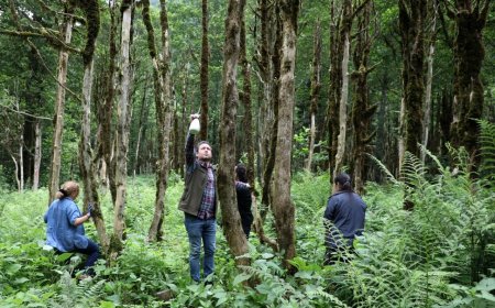 Şimşir Ağacı Doğanın Sert ve Estetik Mükemmelliği