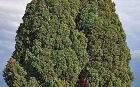 Dünyanın En Uzun Ömürlü Ağaçlarından Biri: Sarv-e Abarqu