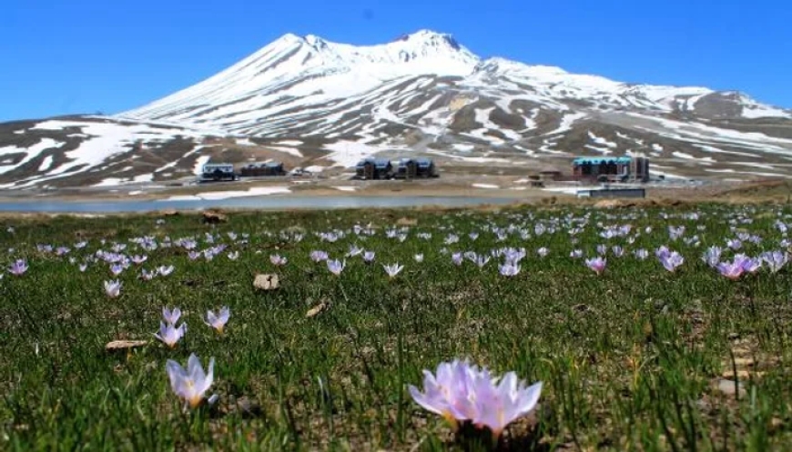 Kar Çiçekleri