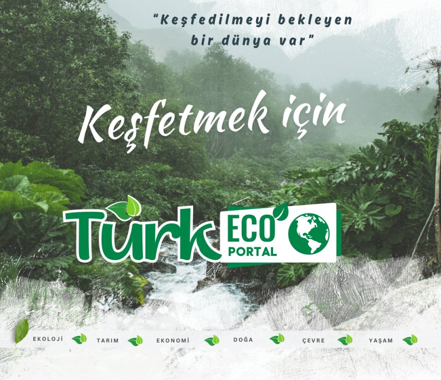 Fındık Bahçelerinde Yabancı Ot Mücadelesi