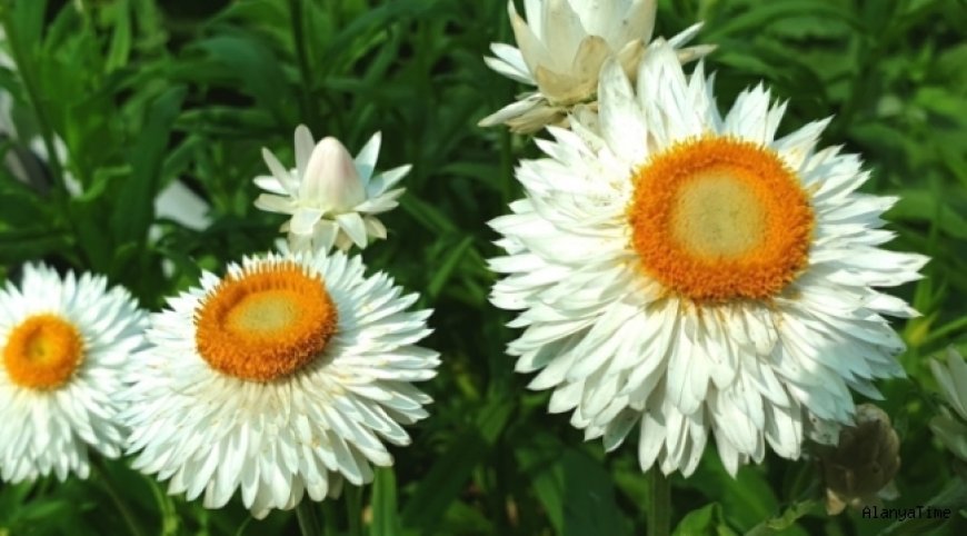 Kağıt Çiçeği 'Helichrysum bracteatum'