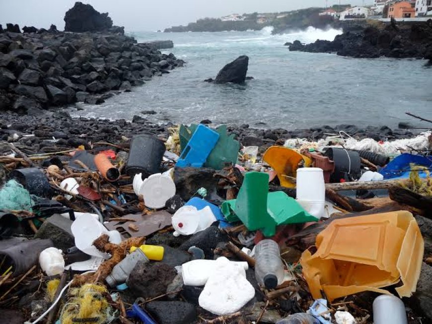 Plastik kirliliği balinaları öldürüyor
