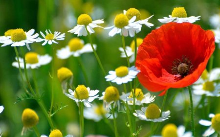 Öldürmek İçin Değil Oldurmak İçin Çaba Gösterin