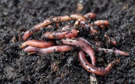 Doğanın Temizleyicileri: Solucanların Rolü