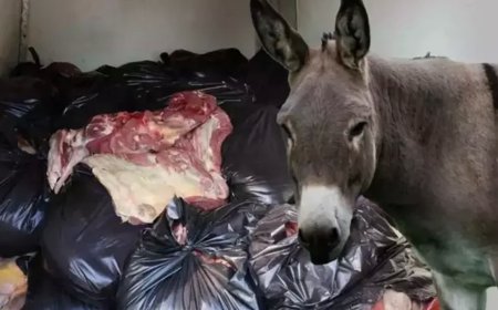 Vatandaşa en çok at ve eşek eti yediren 5 şehir paylaşıldı!