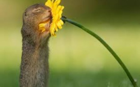 “Biz Bu Haltı Neden Yedik?”