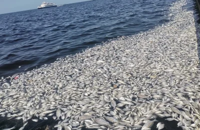 İzmir Körfezi’nde felaket: Her yer ölü balık doldu!