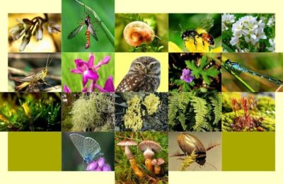 Biyolojik Çeşitliliğin Korunması Küresel Bir Sorumluluktur.