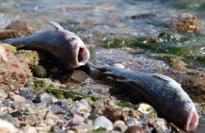 İzmir Körfezi’nde Balık Ölümleri ve Çevresel Sorunlar