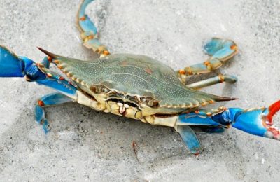 Kabuklu Canlıların Evrimi ve Hayatta Kalma Stratejileri