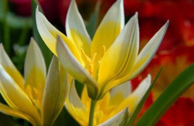 Solmayan Aşkın Öyküsü