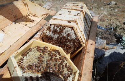 Toros Dağları Arıların Cennet Yurdu Doğanın Bal Fabrikası