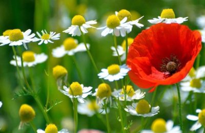 Öldürmek İçin Değil Oldurmak İçin Çaba Gösterin