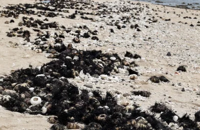 Fransa’da alarm verildi: 5 binden fazla deniz kestanesi ölü bulundu